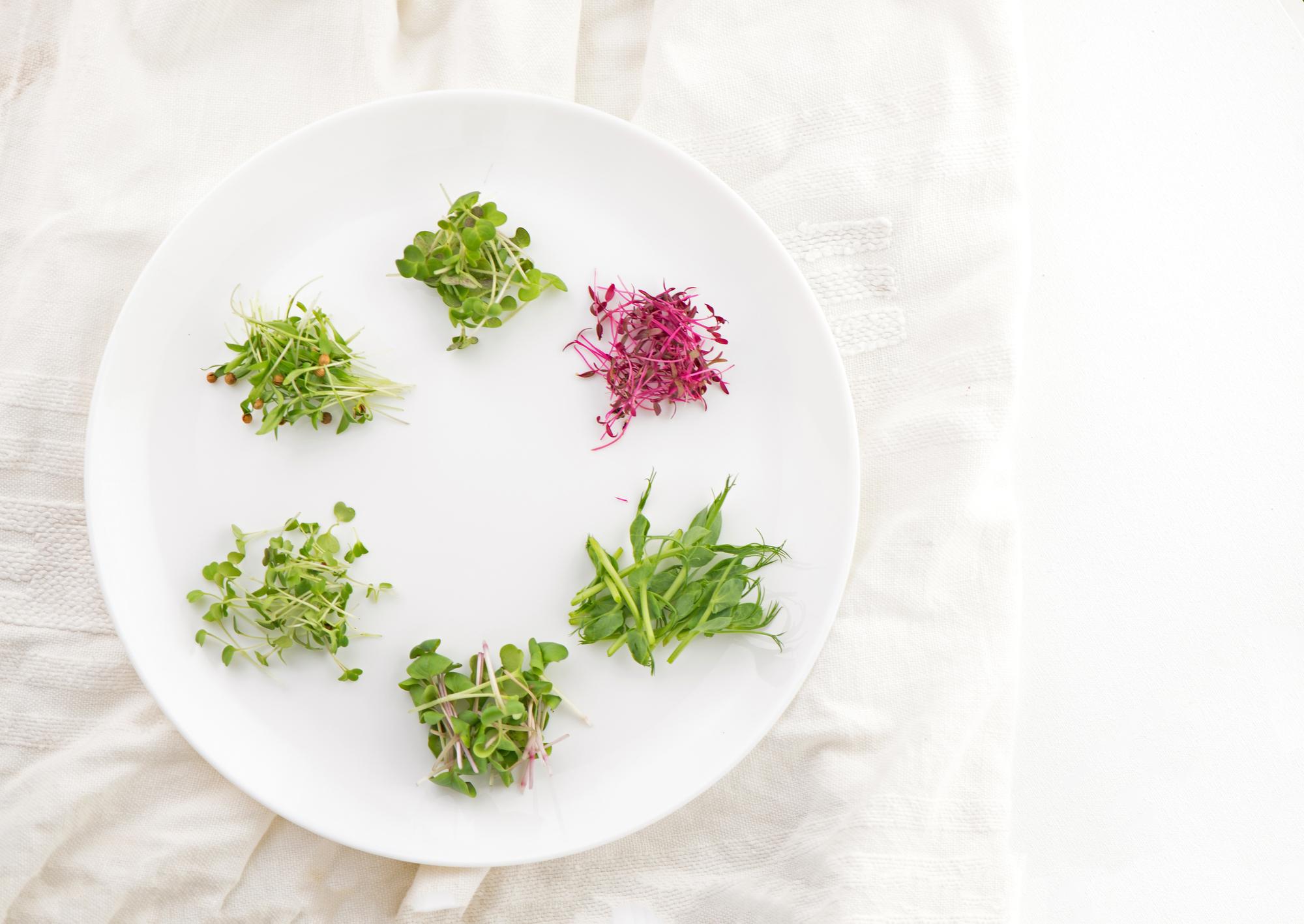 Close-up of plated entrée with microgreens